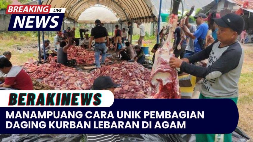 Manampuang Cara Unik Pembagian Daging Kurban Lebaran di Agam